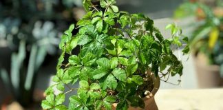 Циссус — самая быстрорастущая комнатная лиана