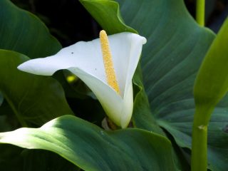 Зантедеския эфиопская (Zantedeschia aethiopica) Зантедеския эфиопская (Zantedeschia aethiopica)