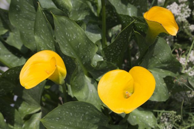Зантедеския Эллиота (Zantedeschia elliottiana) Зантедеския Эллиота (Zantedeschia elliottiana)