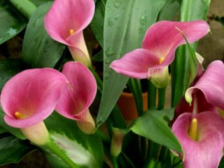 Зантедеския Реманни (Zantedeschia rehmannii) Зантедеския Реманни (Zantedeschia rehmannii)