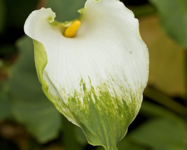 Зантедеския эфиопская 'Green Goddess' Зантедеския эфиопская 'Green Goddess'