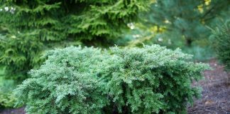 5 необычных хвойных растений для средней полосы