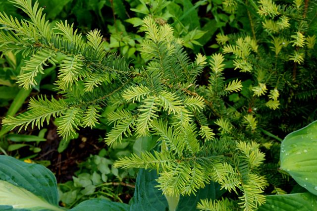 Тис средний (Taxus × media) Тис средний (Taxus × media)