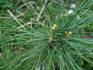 Сосна кедровая корейская, или Корейский кедр (Pinus koraiensis)
