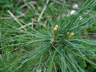 Сосна кедровая корейская, или Корейский кедр (Pinus koraiensis) Сосна кедровая корейская, или Корейский кедр (Pinus koraiensis)