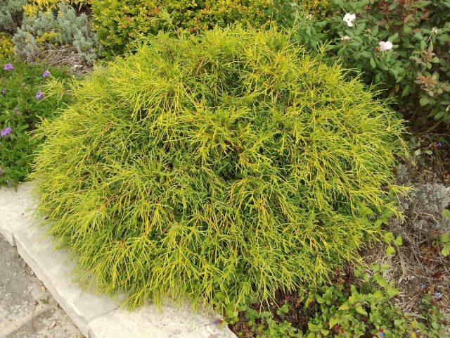 Кипарисовик горохоплодный «Санголд» (Chamaecyparis pisifera 'Sungold') Кипарисовик горохоплодный «Санголд» (Chamaecyparis pisifera 'Sungold')
