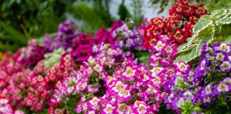 5 необычных летников, которые я выращивала из семян в прошлом году