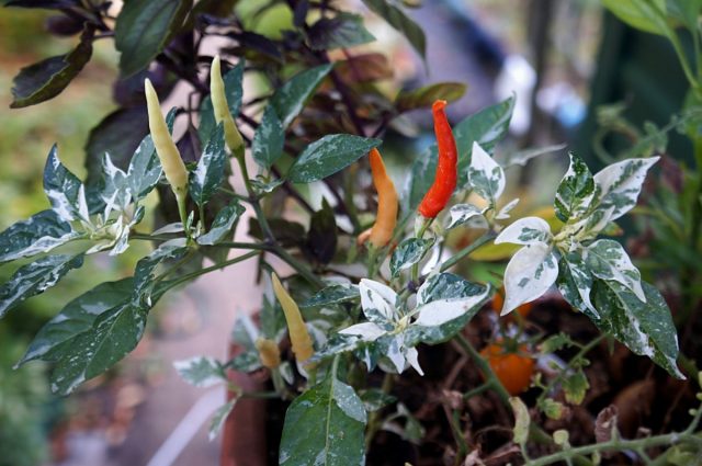 Перец декоративный (Capsicum annuum) «У-шу» Перец декоративный (Capsicum annuum) «У-шу»