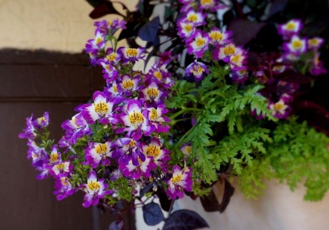Схизантус, или Шизантус «Лилак биколор» (Schizanthus 'Lilac Bicolor') Схизантус, или Шизантус «Лилак биколор» (Schizanthus 'Lilac Bicolor')