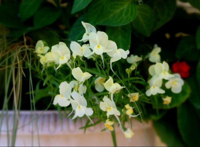 Линария марокканская «Фантасиста» (Linaria maroccana 'Fantasista') Линария марокканская «Фантасиста» (Linaria maroccana 'Fantasista')