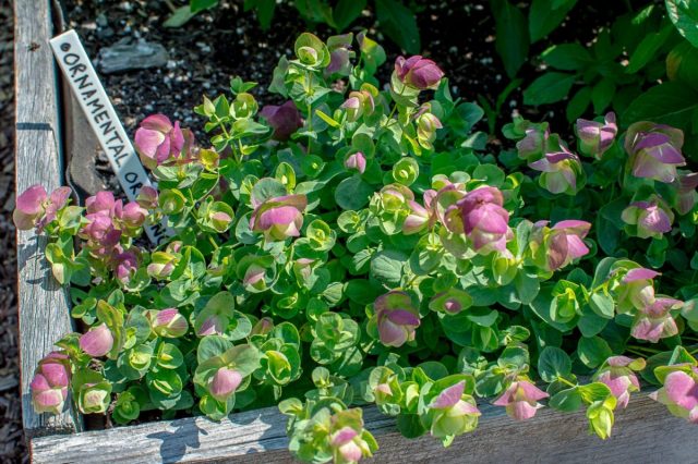 Орегано декоративное «Киригами» (Origanum 'Kirigami') Орегано декоративное «Киригами» (Origanum 'Kirigami')