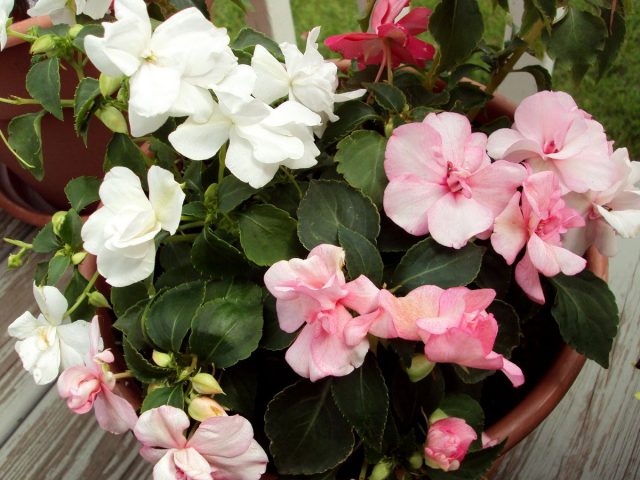 Бальзамин, или Ванька мокрый (Impatiens) Бальзамин, или Ванька мокрый (Impatiens)