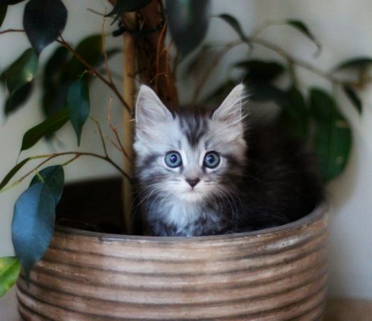6 главных вещей, которые должны знать хозяева маленького котенка