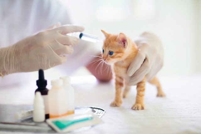 Обязательно делайте котёнку прививки у ветеринара