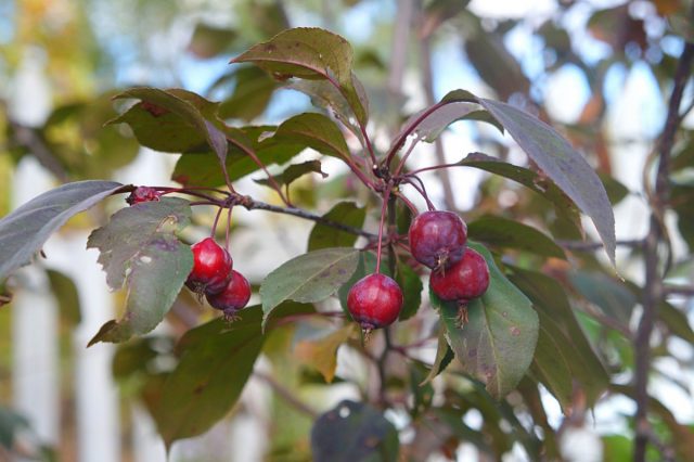 Декоративная яблоня (Malus) Декоративная яблоня (Malus)