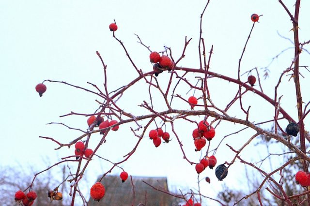 Шиповник (Rosa) Шиповник (Rosa)