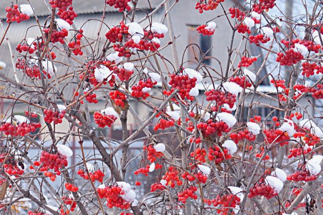 Калина обыкновенная (Viburnum opulus) Калина обыкновенная (Viburnum opulus)