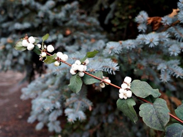 Снежноягодник (Symphoricarpos) Снежноягодник (Symphoricarpos)