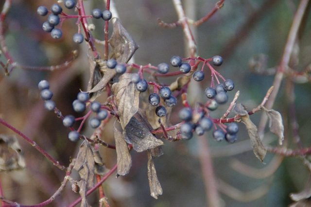 Дерен (Cornus) Дерен (Cornus)
