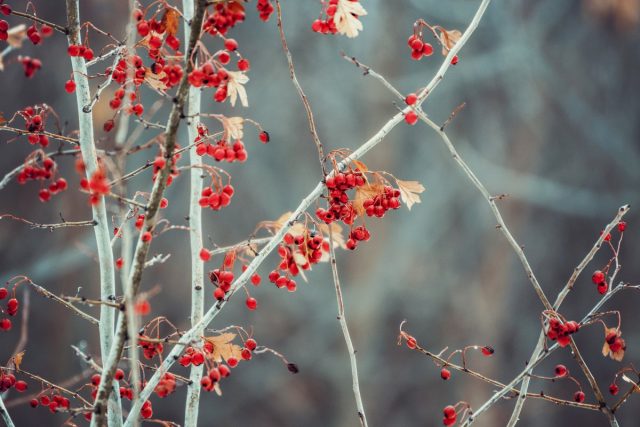 Боярышник (Crataegus) Боярышник (Crataegus)