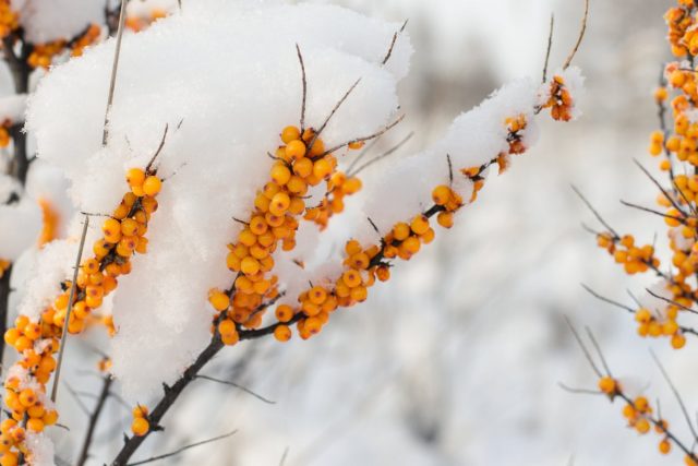 Облепиха (Hippophae) Облепиха (Hippophae)