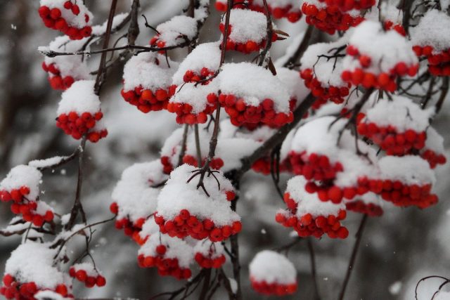 Рябина (Sorbus) Рябина (Sorbus)