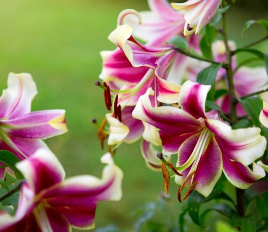 Восточные гибриды отличаются необычайной красотой крупных цветков