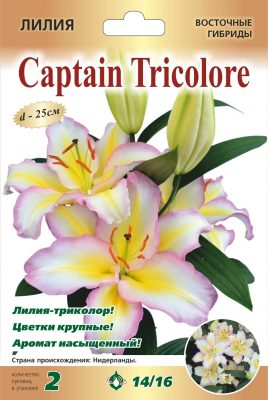 Лилия «Капитан Триколор» Лилия «Капитан Триколор»