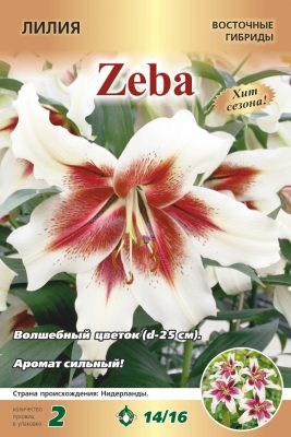 Лилия «Зеба» Лилия «Зеба»