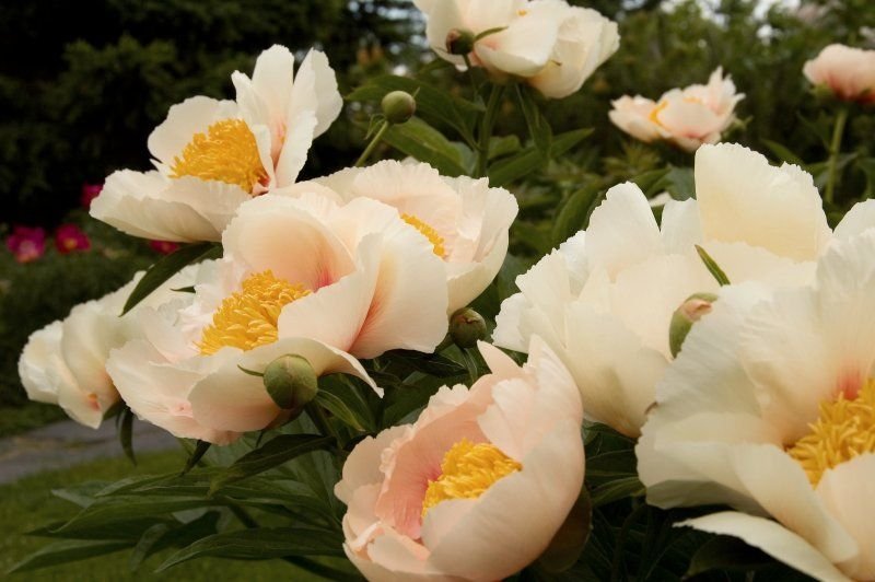 Paeonia-Athena-1