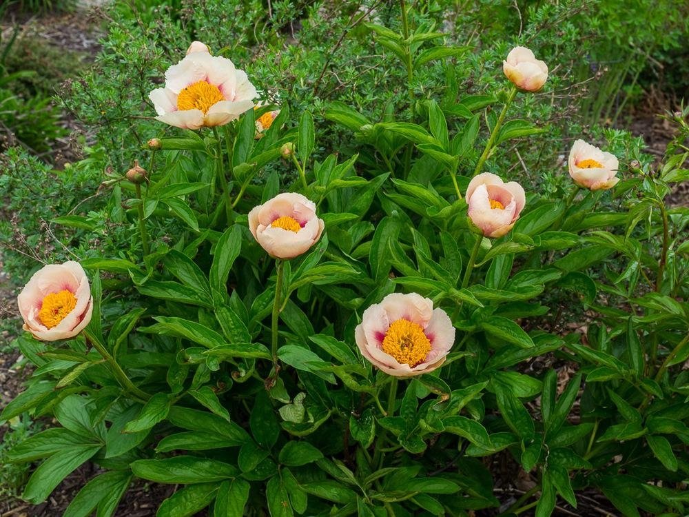 Paeonia-Athena-2