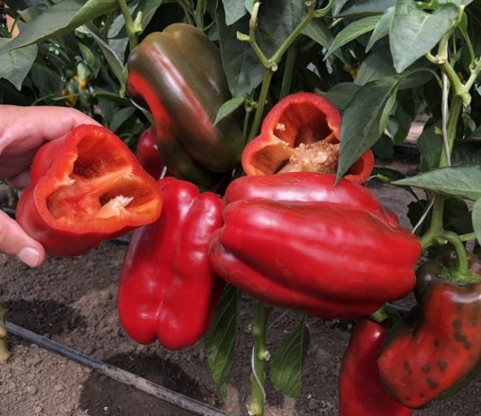 Перец сладкий «Маршал F1»