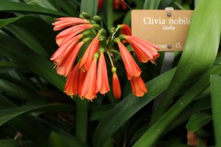 Кливия благородная (Clivia nobilis) Кливия благородная (Clivia nobilis)