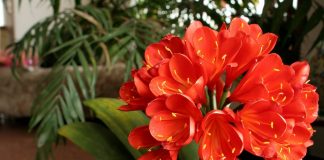 Кливия — комнатная долгожительница среди красивоцветущих
