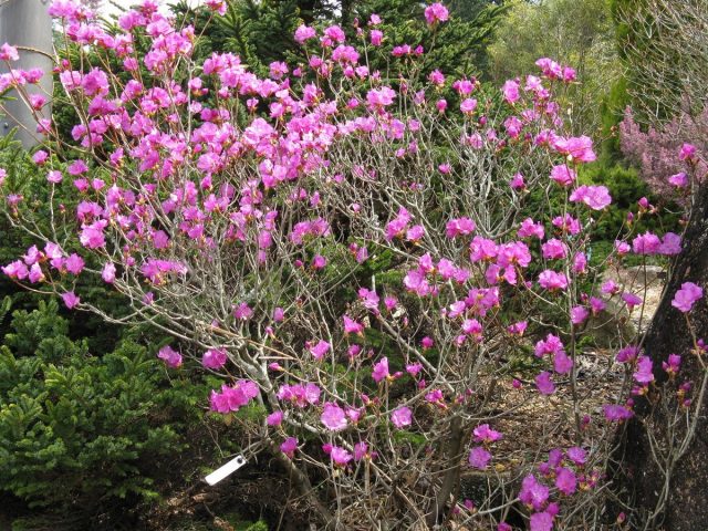 Рододендрон даурский (Rhododendron dauricum) Рододендрон даурский (Rhododendron dauricum)