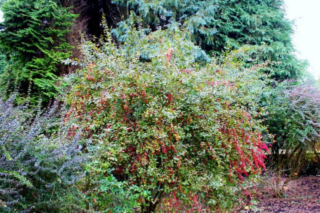 Барбарис амурский (Berberis amurensis)