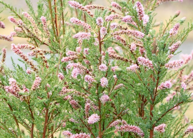 Мирикария лисохвостниковая (Myricaria alopecuroides) Мирикария лисохвостниковая (Myricaria alopecuroides)