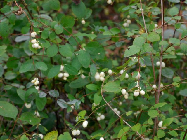 Снежноягодник (Symphoricarpos) Снежноягодник (Symphoricarpos)