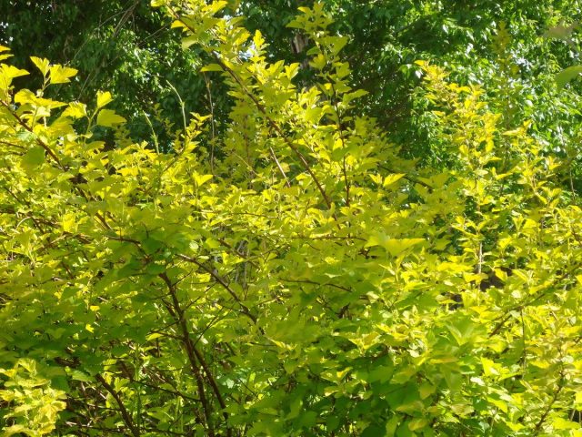 Пузыреплодник калинолистный (Physocarpus opulifolius) 'Nugget' Пузыреплодник калинолистный (Physocarpus opulifolius) 'Nugget'