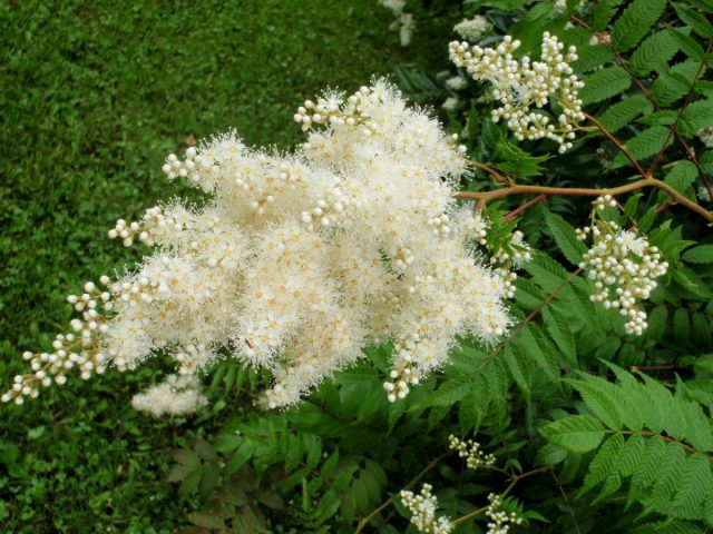 Рябинник рябинолистный (Sorbaria sorbifolia) Рябинник рябинолистный (Sorbaria sorbifolia)