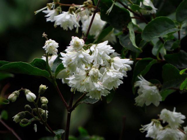 Дейция шершавая (Deutzia scabra) 'Plena' Дейция шершавая (Deutzia scabra) 'Plena'