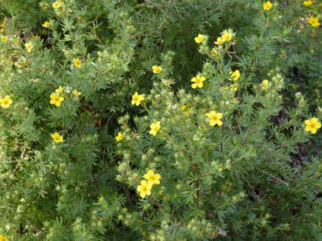 Лапчатка кустарниковая (Dasiphora fruticosa) Лапчатка кустарниковая (Dasiphora fruticosa)
