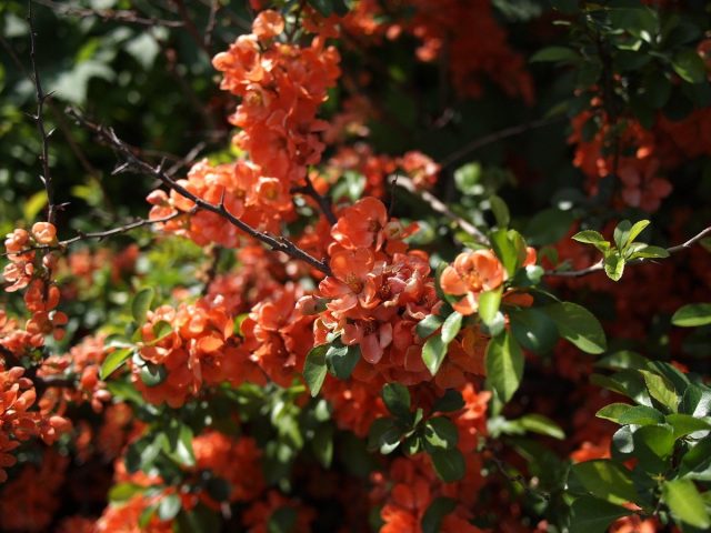 Айва японская (Chaenomeles japonica) Айва японская (Chaenomeles japonica)