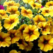 Петхоа 'BeautiCal Caramel Yellow' («Карамельно-желтый») Петхоа 'BeautiCal Caramel Yellow' («Карамельно-желтый»)