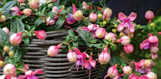 Почему не цветет фуксия?