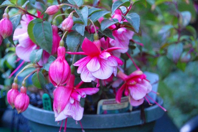 При правильном уходе комнатная фуксия (Fuchsia hybrids, Fuchsia x hybrida) способна цвести с середины мая до ноября При правильном уходе комнатная фуксия (Fuchsia hybrids, Fuchsia x hybrida) способна цвести с середины мая до ноября