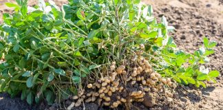 Как я выращиваю арахис с пользой для себя и других растений