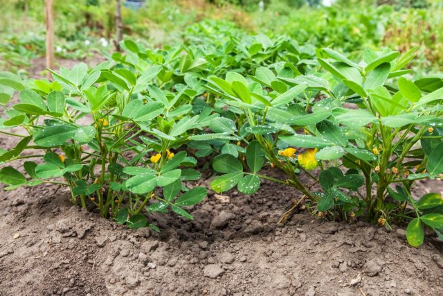 Арахис (Arachis hypogaea) — совсем даже и не орех, а бобовое растение со стручками (бобами), в которых содержатся семена, неправильно называемые орехами Арахис (Arachis hypogaea) — совсем даже и не орех, а бобовое растение со стручками (бобами), в которых содержатся семена, неправильно называемые орехами