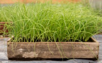 Рассада лука-порея — от посева семян до высадки в грунт