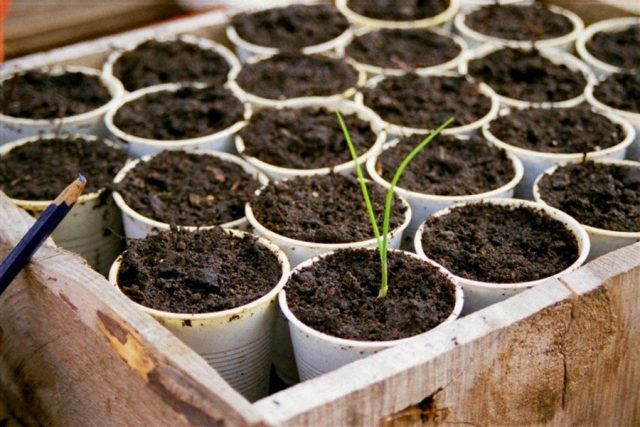Рассаду лука-порея (Allium ampeloprasum 'Leek Group') лучше выращивать в индивидуальных стаканчиках или торфяных таблетках